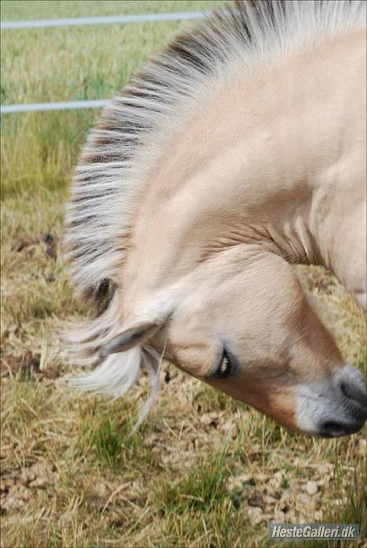 Fjordhest Prins rose *låner ham til hygge+spring* billede 10