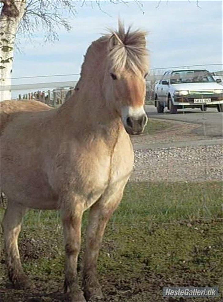 Fjordhest Prins rose *låner ham til hygge+spring* billede 11