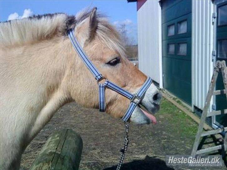 Fjordhest Prins rose *låner ham til hygge+spring* billede 18
