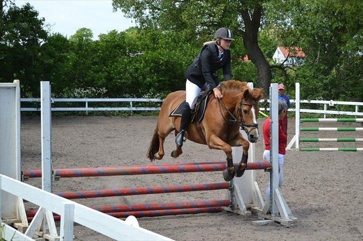 New Forest Wendy<3 (savnes  :'-( ) - der er noget særligt ved dit og mit forhold noget unikt som kun os to kan se.  ♥
 billede 10