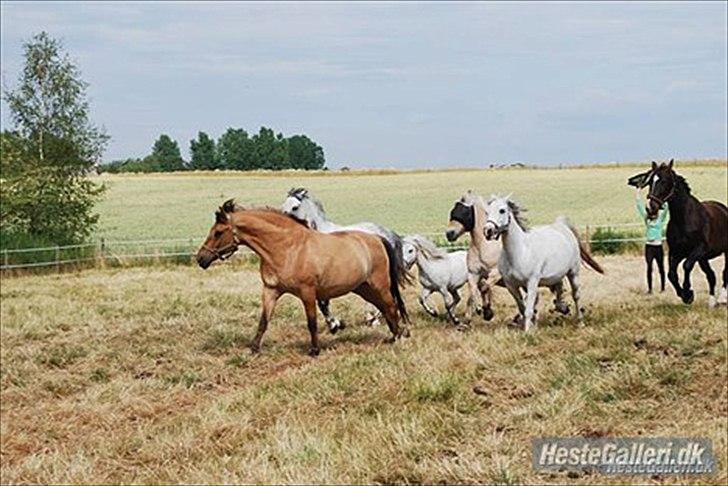 Fjordhest Prins rose *låner ham til hygge+spring* - hele den gamle flok...
elsker det billede<3;-*. billede 13