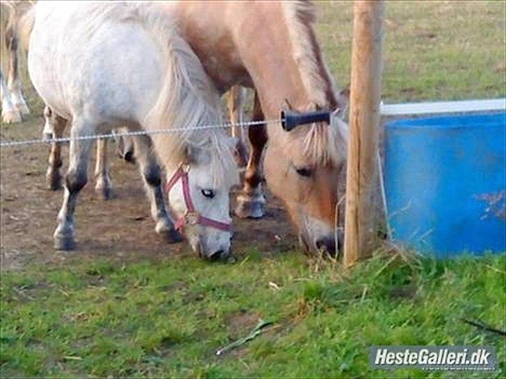 Fjordhest Prins rose *låner ham til hygge+spring* - prins og min gamle hest
i miss you nulle;-*. billede 14