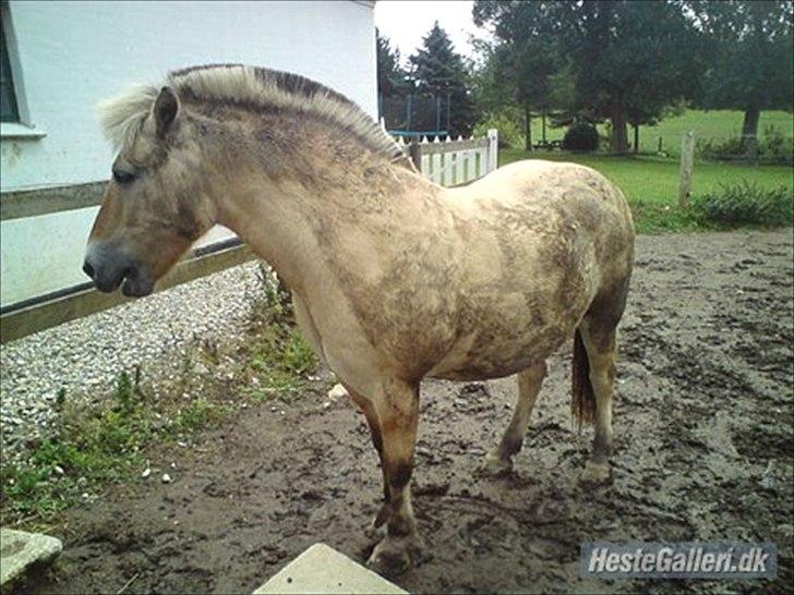 Fjordhest Prins rose *låner ham til hygge+spring* - prins på en god dag;D billede 15