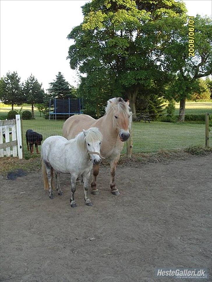 Fjordhest Prins rose *låner ham til hygge+spring* - prins og min gamle hest;-*
i miss you nulle;* billede 16