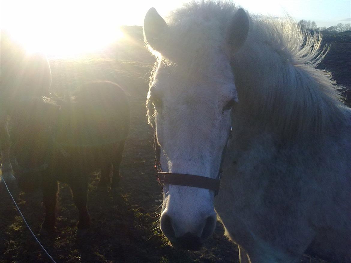 Anden særlig race Sussi billede 3