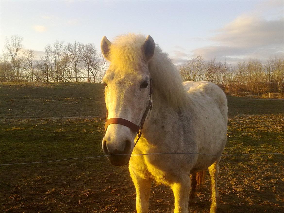 Anden særlig race Sussi - Hun ser tyndere ud på dette billede end hun er i virkeligheden ;-) billede 1