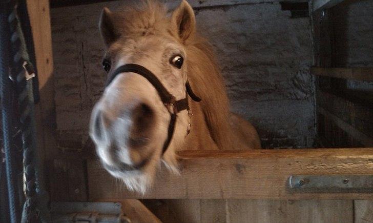 Anden særlig race Sussi - Hun kan kun lige få hovedet over boksdøren :-D billede 6