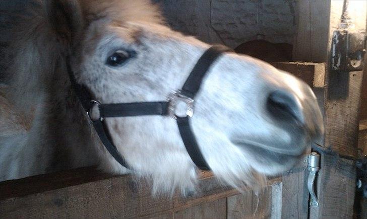 Anden særlig race Sussi billede 4