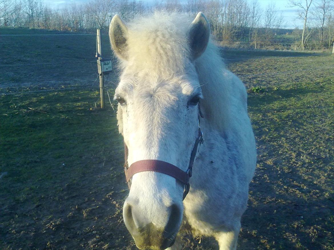 Anden særlig race Sussi billede 5
