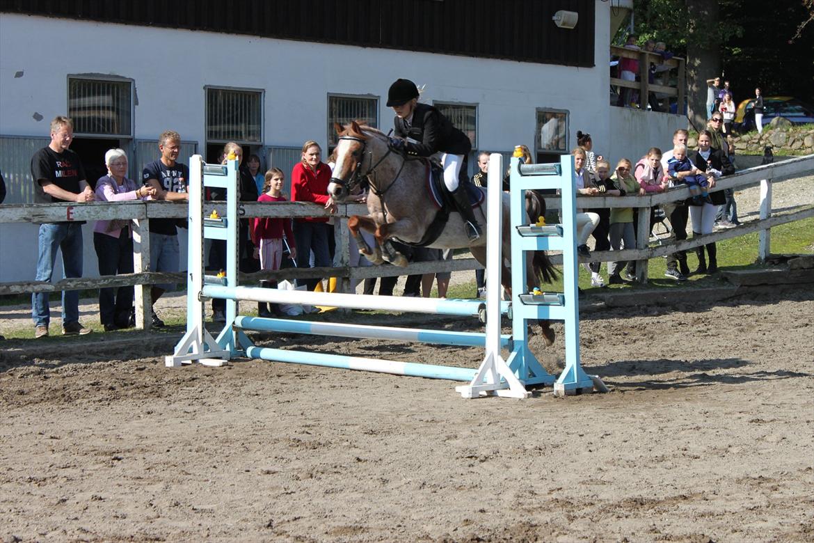 Anden særlig race Spiderman  (Napoli) - klubmester 2011 <3 billede 1