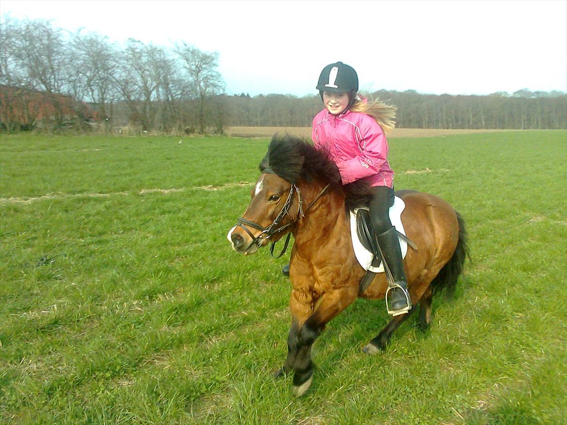 Shetlænder Bruno - Fuld fart ud over marken! billede 7