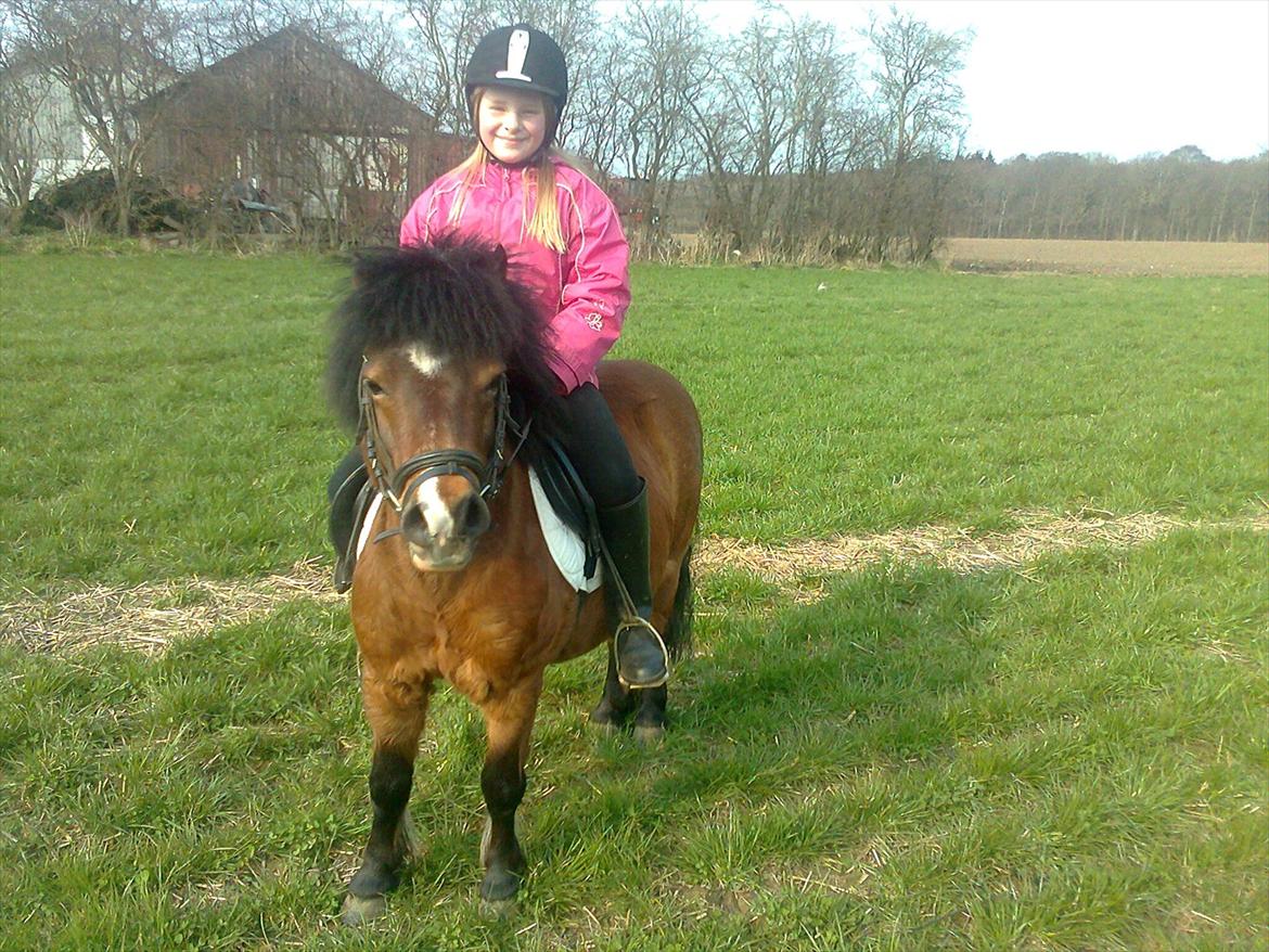 Shetlænder Bruno billede 8