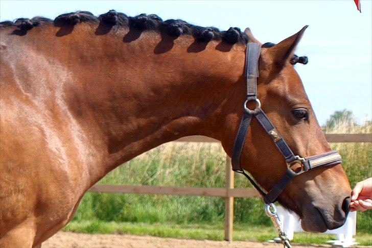 Anden særlig race Skovbys Chester Brown - Smukke Chelle sommer 2011 <3 billede 19