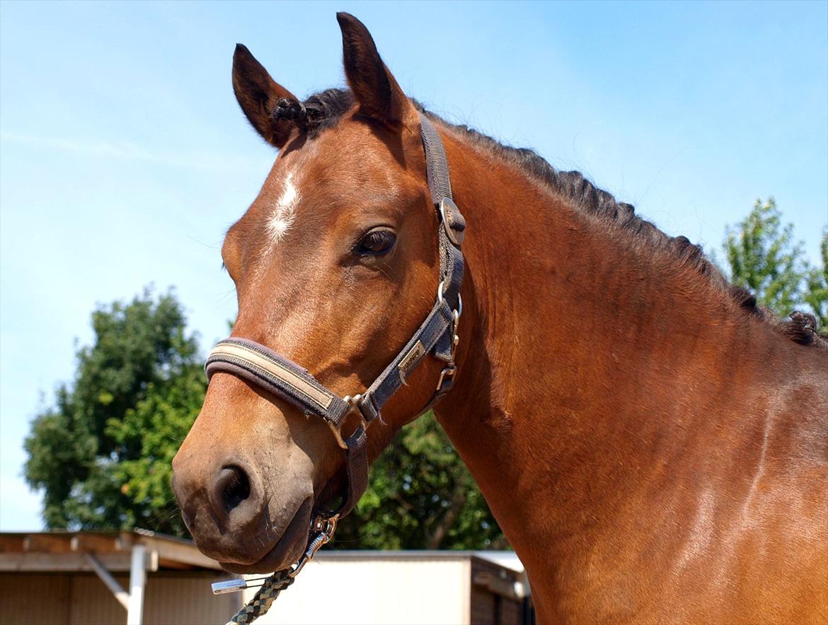 Anden særlig race Skovbys Chester Brown - Skovbys Chester Brown - 2011 billede 1