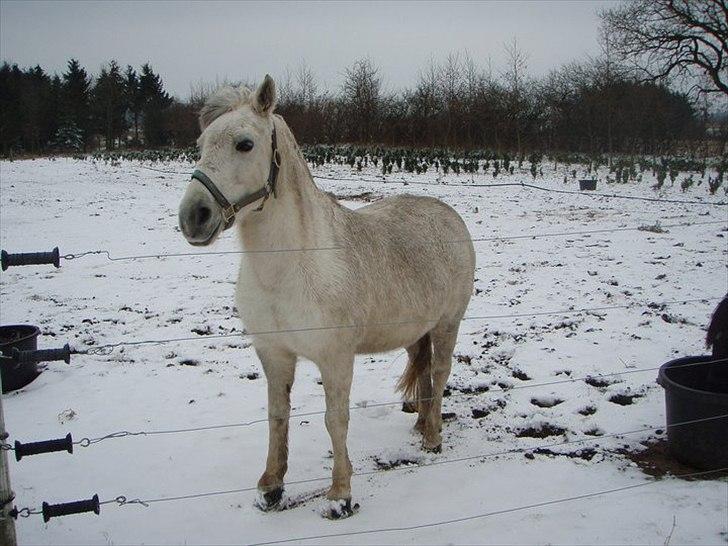 Anden særlig race Sammie * MIN FØRSTE HEST* - Sammie vinteren 2010 .. Hvor jeg savner dig! Men dejligt og se du har det godt .. Billede har nuværende ejer sendt til mig .. billede 20