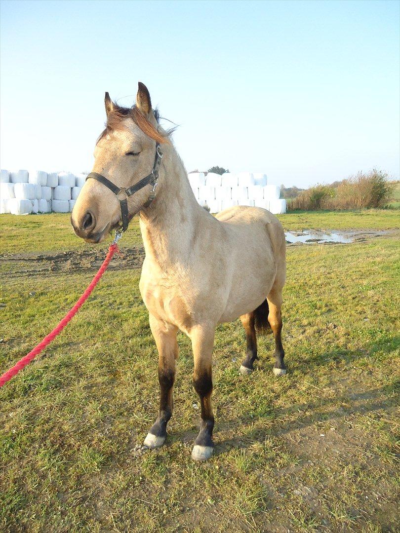 Anden særlig race Harbygaards Eddie Murphy billede 8