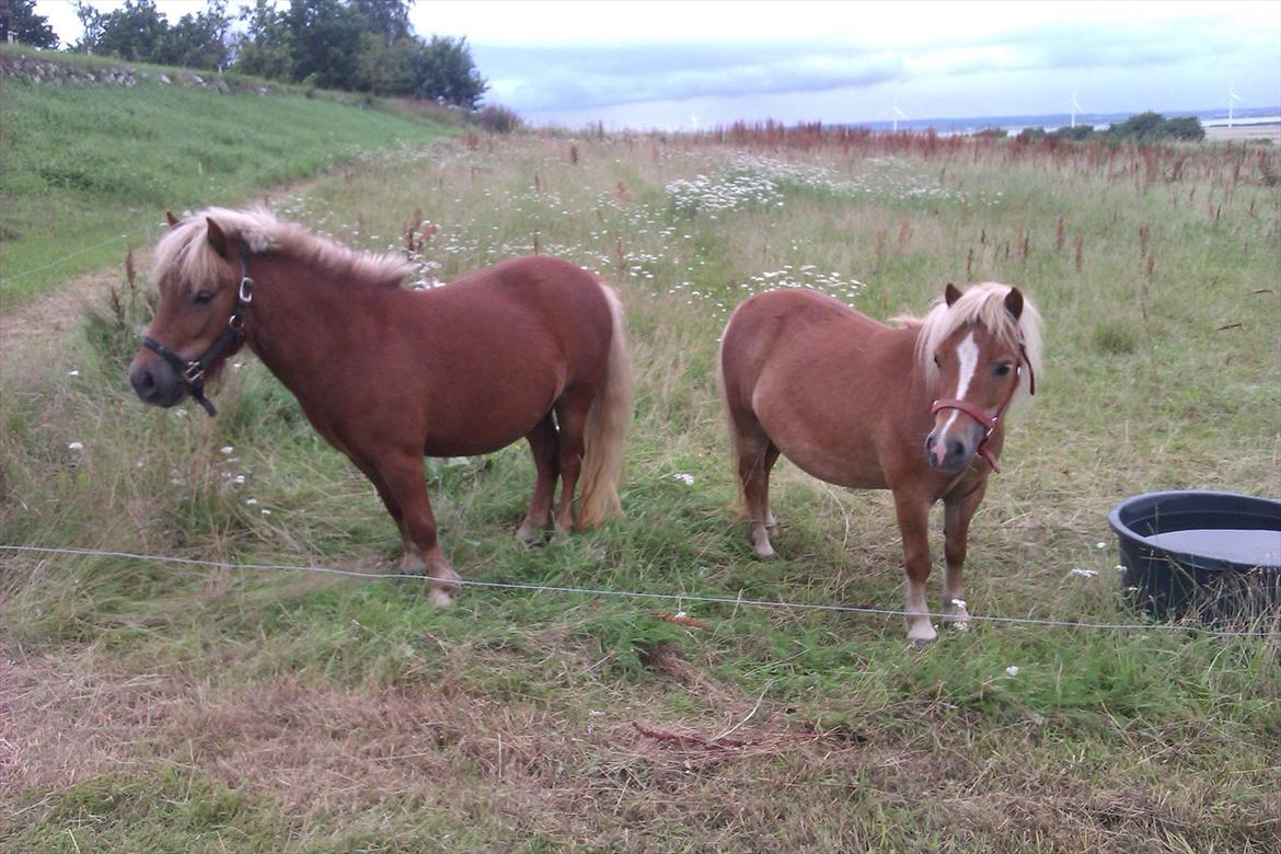 Shetlænder Line<3 billede 2