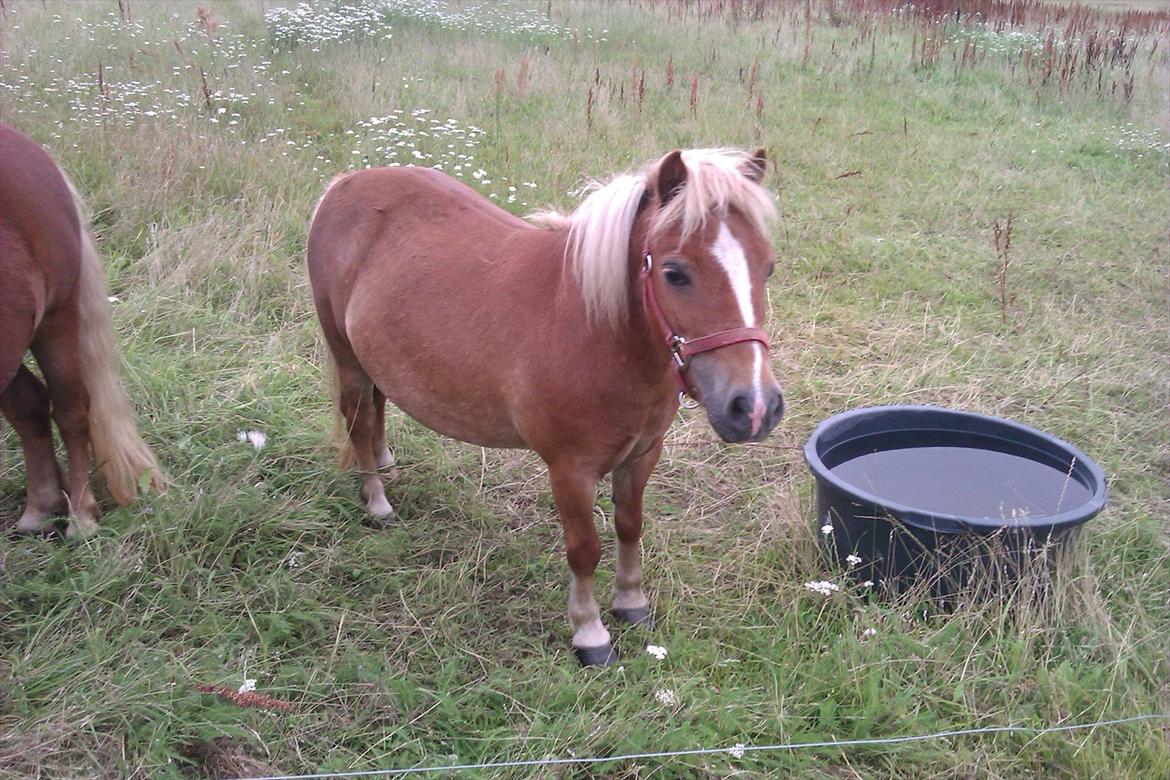 Shetlænder Line<3 - Velkommen til Line's profil :)  billede 1