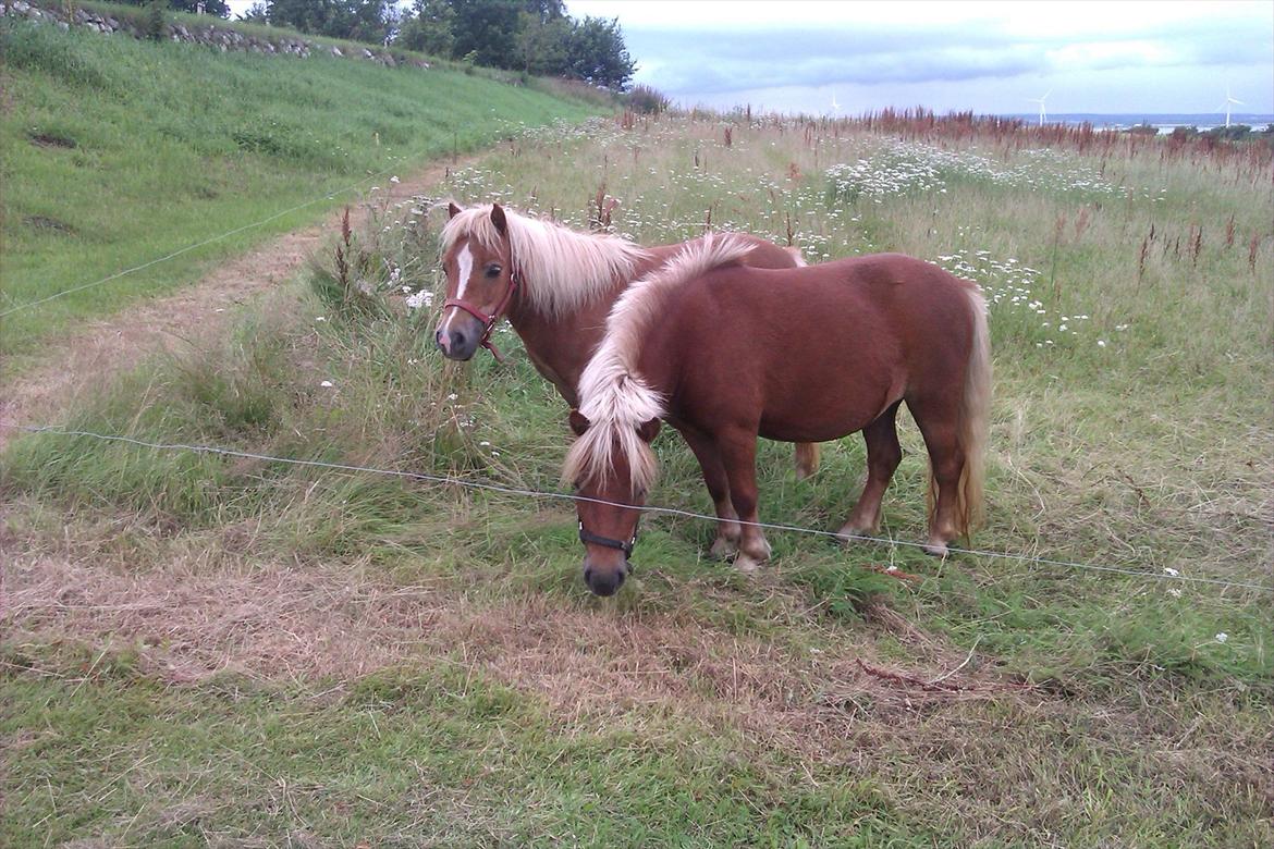 Shetlænder Line<3 billede 9