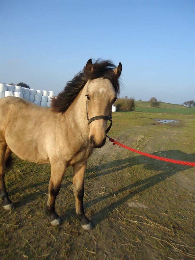 Anden særlig race Harbygaards Eddie Murphy billede 10