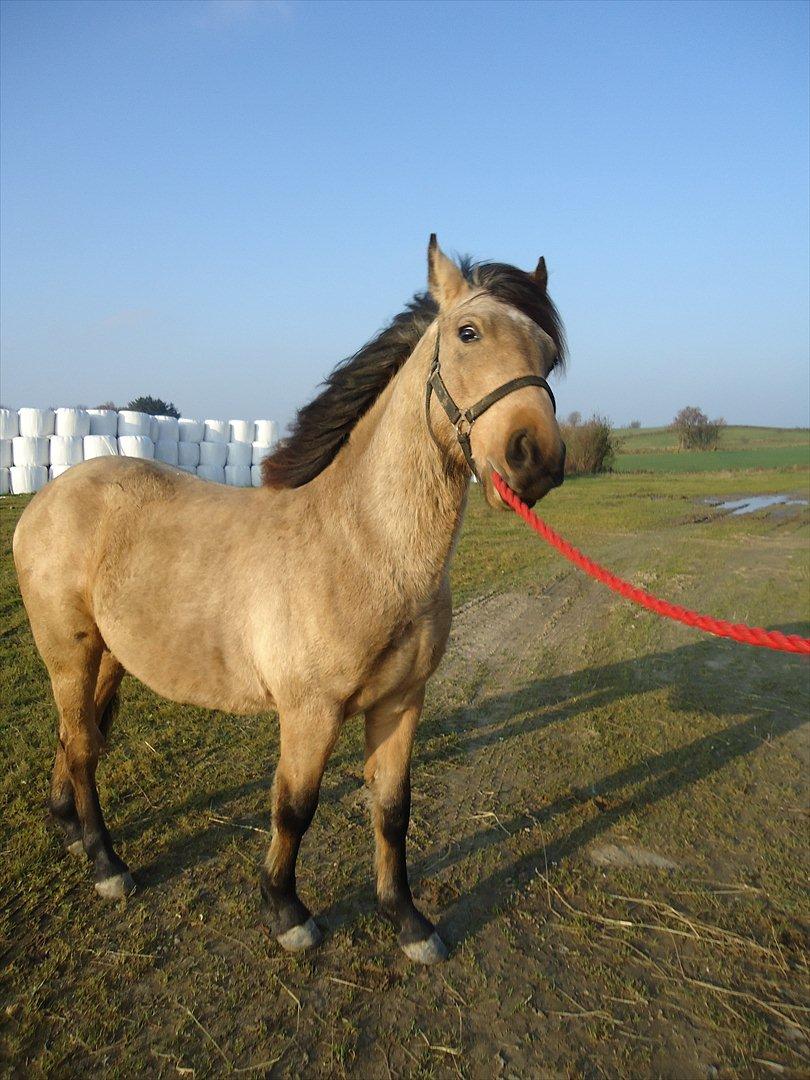 Anden særlig race Harbygaards Eddie Murphy billede 11