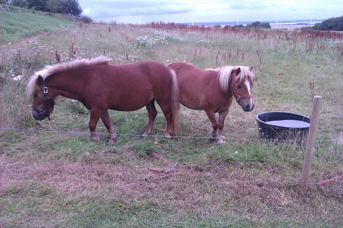 Shetlænder Line<3 billede 10