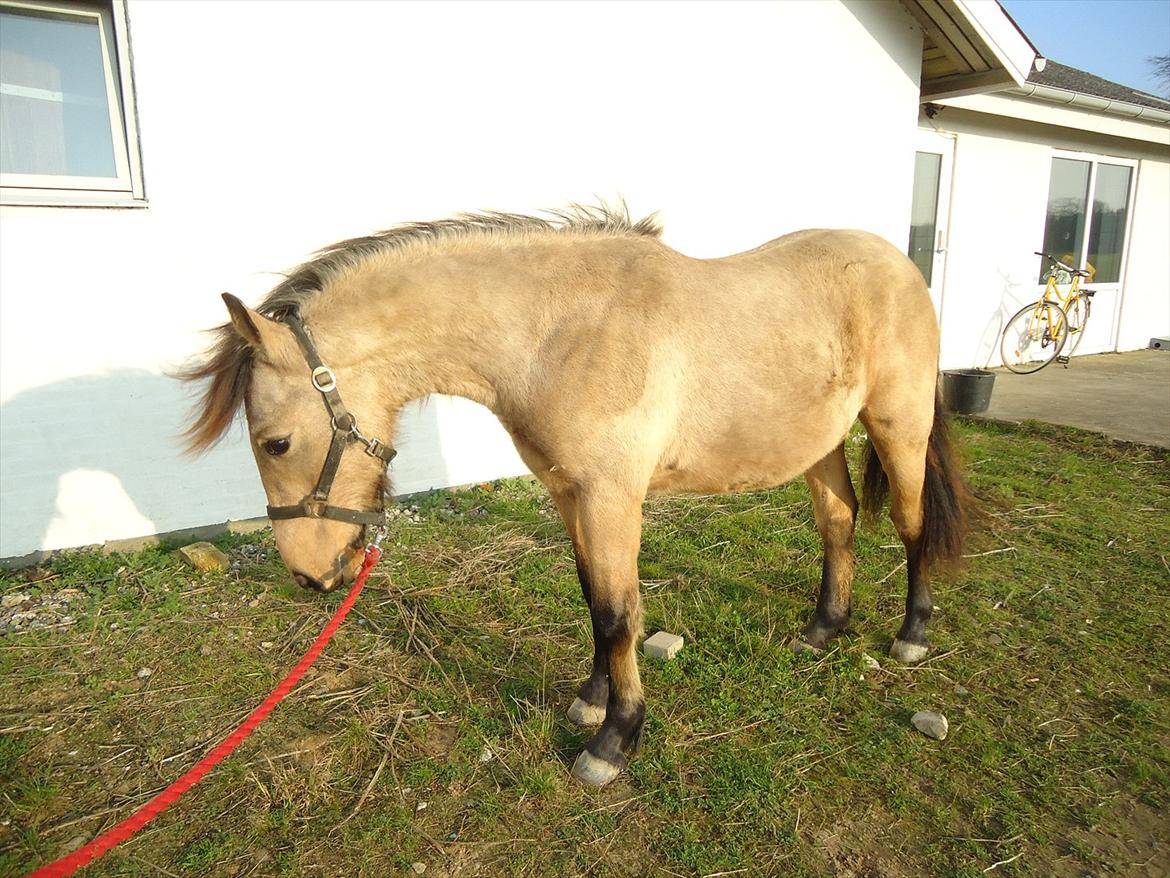 Anden særlig race Harbygaards Eddie Murphy billede 1