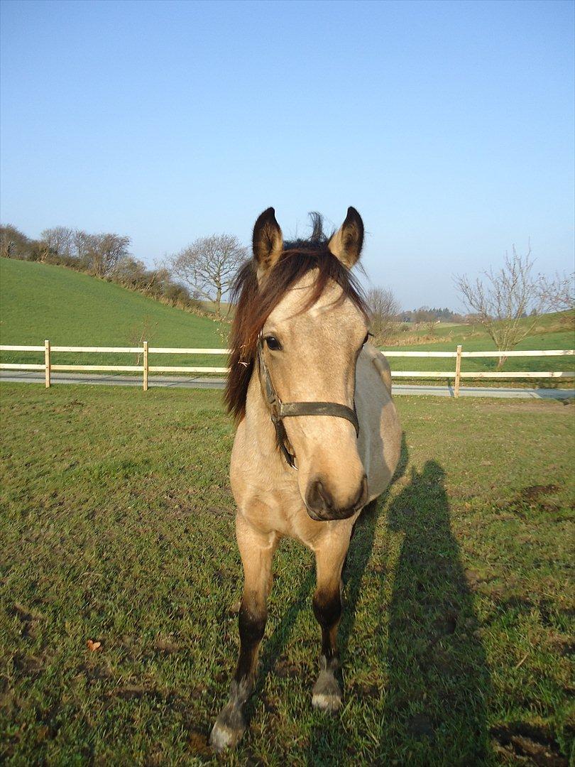 Anden særlig race Harbygaards Eddie Murphy billede 12
