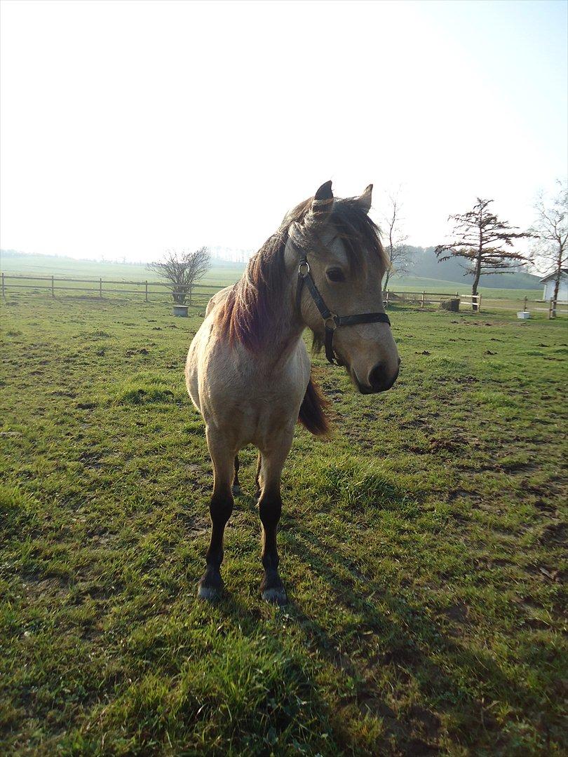 Anden særlig race Harbygaards Eddie Murphy billede 14