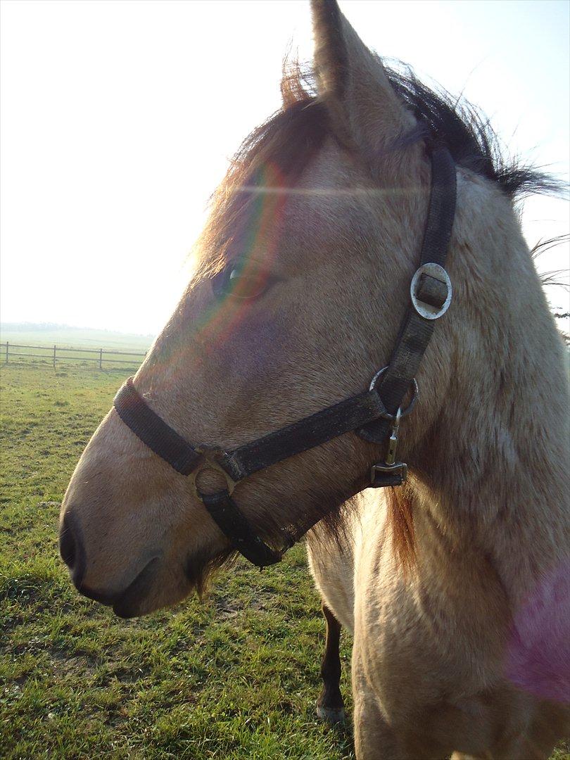 Anden særlig race Harbygaards Eddie Murphy billede 15