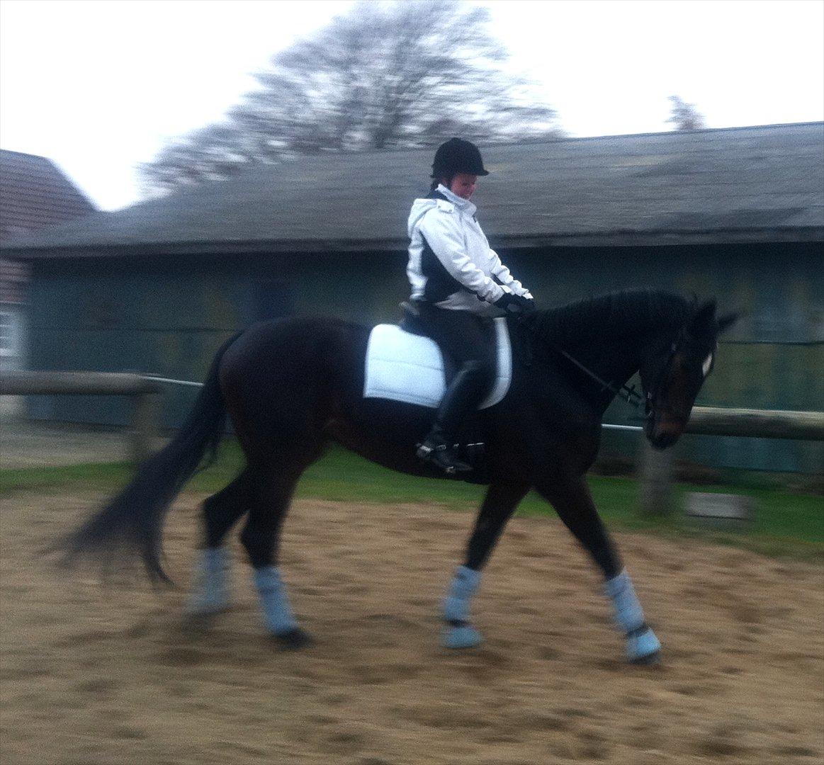 Tysk Varmblod Dolli - Dolli i sit blå sæt :D Min lille smølf :D billede 11