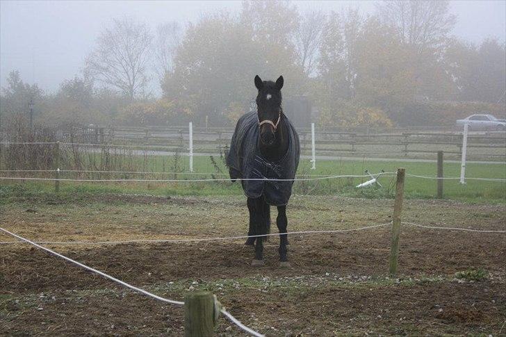 Anden særlig race Cortido  billede 15