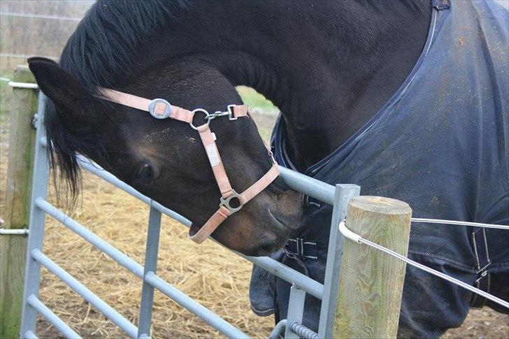 Anden særlig race Cortido  billede 16