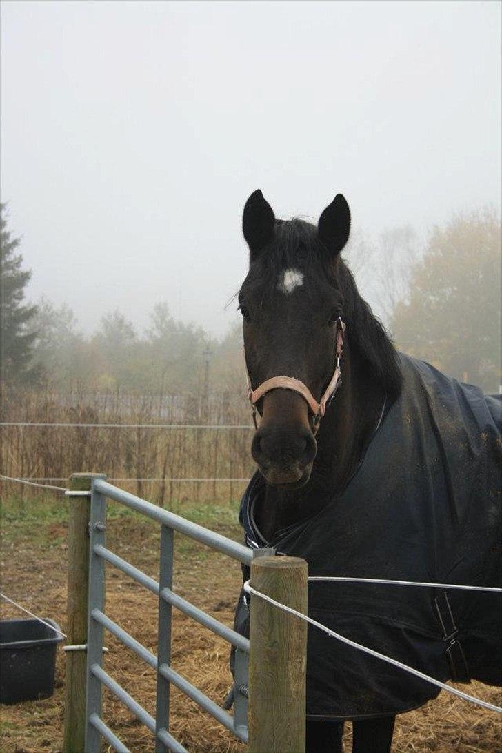 Anden særlig race Cortido  billede 1