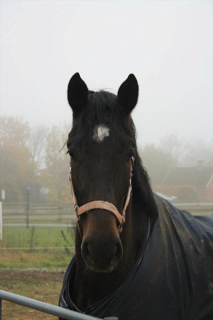 Anden særlig race Cortido  billede 17