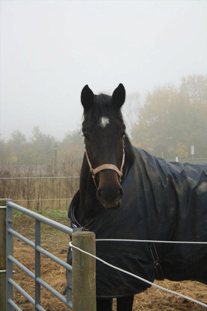 Anden særlig race Cortido  billede 18
