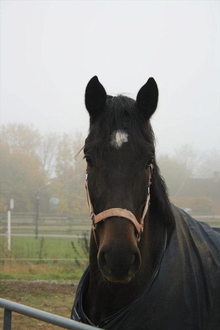 Anden særlig race Cortido  billede 19