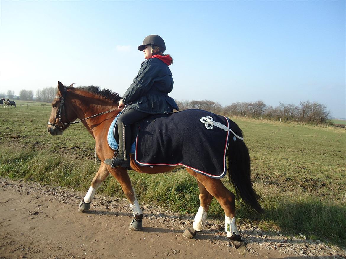 Tysk Sportspony firfod Jokum Knaeld haette  - lille skridt tur billede 11