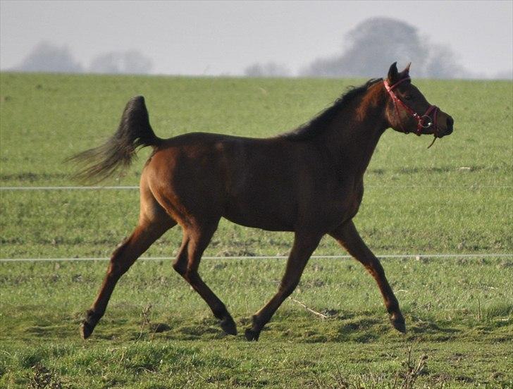Arabisk fuldblod (OX) Magic Emira billede 16