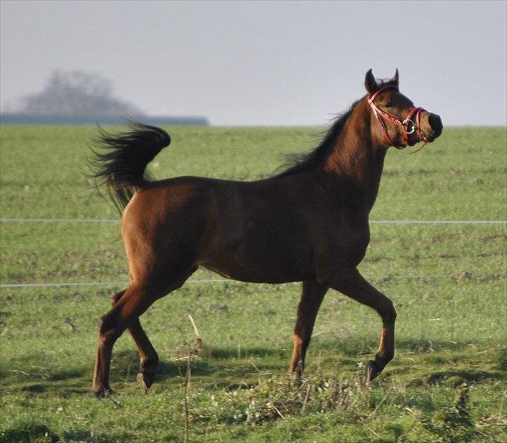Arabisk fuldblod (OX) Magic Emira billede 17