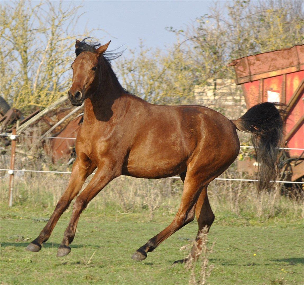 Arabisk fuldblod (OX) Magic Emira billede 19