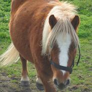 Shetlænder Nimbus- kaldenavn Nimmer
