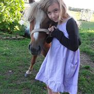 Shetlænder Nimbus- kaldenavn Nimmer