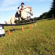 Connemara Solgårdens Bella 