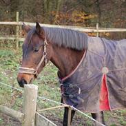 Dansk Varmblod Maxime 