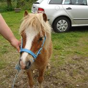 Miniature BØLLE/ BØLLE ANTON