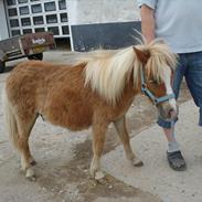 Miniature BØLLE/ BØLLE ANTON