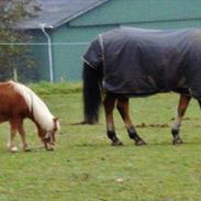 Miniature BØLLE/ BØLLE ANTON