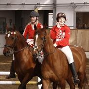 Dansk Varmblod Dansk Varmblod Dritholmgårds Grand Mayol (Part)