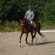 Dansk Varmblod Dansk Varmblod Dritholmgårds Grand Mayol (Part)